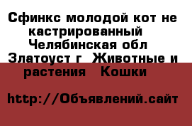 Сфинкс,молодой кот,не кастрированный. - Челябинская обл., Златоуст г. Животные и растения » Кошки   